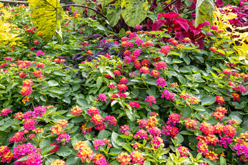 Lantana flowers blooming in abundance in the garden.