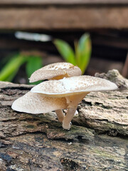 Lentinus tigrinus grows on dry trees. Lentinus tigrinus is a fungus in the Polyporaceae family.	