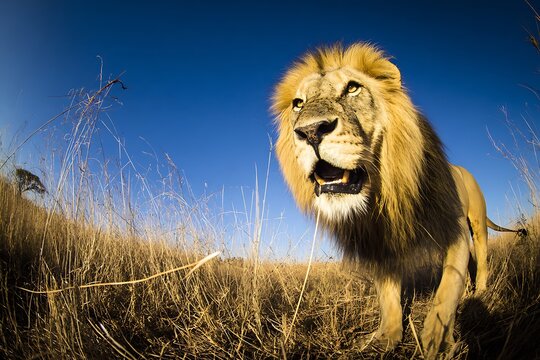 Majestic lion in the African savanna