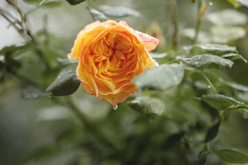 Gelbe Rose nach dem Regen