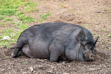 close up portrait of a large back pig sleeping