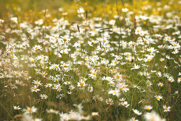 Eine Margeritenwiese