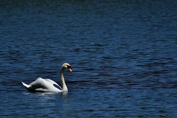 Swan gliding on blue water surface