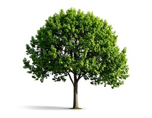 Obraz premium Lush green tree against white