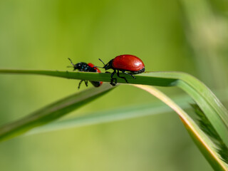 Käfer