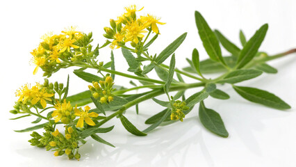 Herbal medicine plant Sceletium tortuosum or Avaram senna on white or transparent background