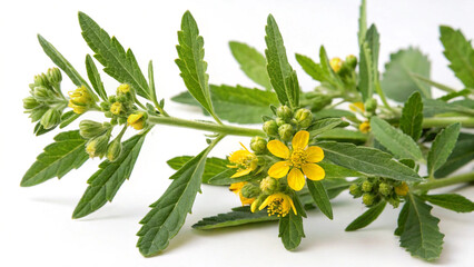Herbal medicine plant Sceletium tortuosum or Avaram senna isolated on white or transparent background