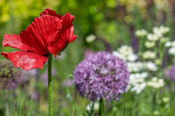 Gartenmohn (Papaver) im Blumenbeet