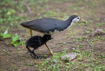 Adult White-breasted Waterhen Protectively Sheltering Young Chick on Ground