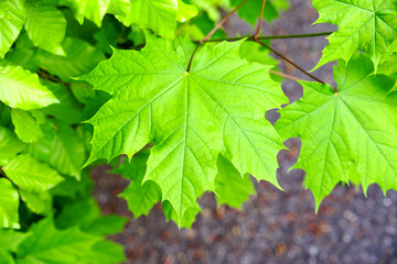 Close-up high angle view of maple leaves Acer Platanoides L at Swiss City of Zürich on a spring day. Photo taken April 28th, 2025, Zurich, Switzerland.
