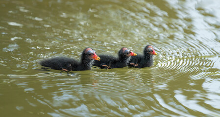 Juvenile Moorhen Chicks Swimming in Natural Wetland Habitat