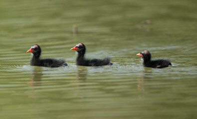 Juvenile Moorhen Chicks Swimming in Natural Wetland Habitat
