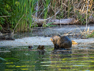 Nutria