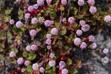 Ball-shaped pink head knotweed flowers blooming in the spring sun.