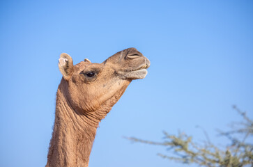 Pushkar fair, Decorated camel at the sand dunes desert ground of pushkar during camel festival.	