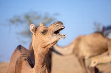 Obraz premium Pushkar fair, Decorated camel at the sand dunes desert ground of pushkar during camel festival. 