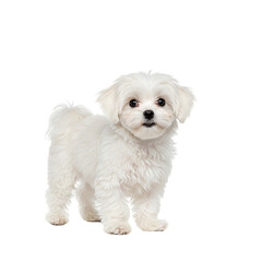 Obraz premium Bichon Frise Puppy: A Fluffy Cloud of Canine Charm