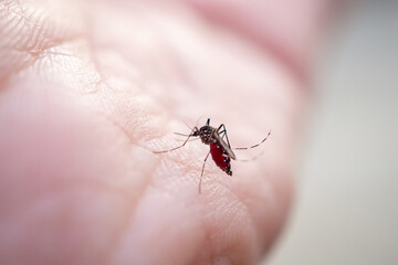 Aedes aegypti mosquitoes on human hand