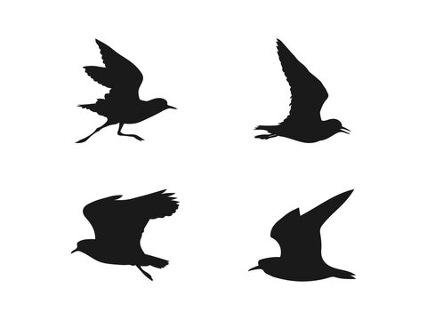 Flying Plover bird silhouette icon set. Flying plover bird silhouette vector flat illustration design. Bird silhouettes isolated on a white background.