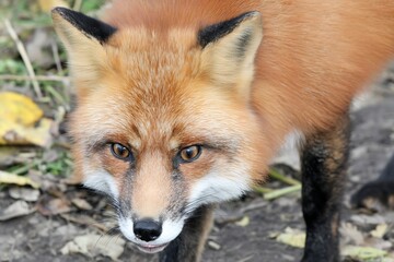 Fototapeta premium Fox portrait close up looking intently