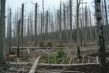 landscape with dead forest, fallen branches, tree trunks, bushfire, cloudy day, photorealistic, OeBV