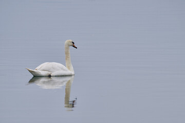 White swan swimming peacefully in santona victoria and joyel marshes natural park