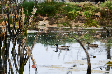 Ducks swimming in santona victoria and joyel marshes natural park