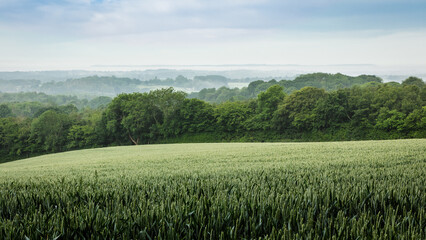Misty morning at Crowhurst park on the high weald with views west to the south downs, east Sussex south east England UK