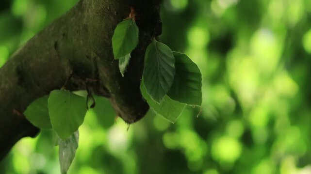Close-up of the leaves of the hanging copper beech gently blowing in the wind, fresh green leaves growing from the branch of Fagus sylvatica, beautiful green bokeh