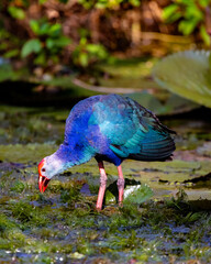 Purple swamp hen