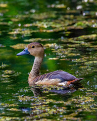 Whistling duck