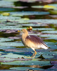Pond heron