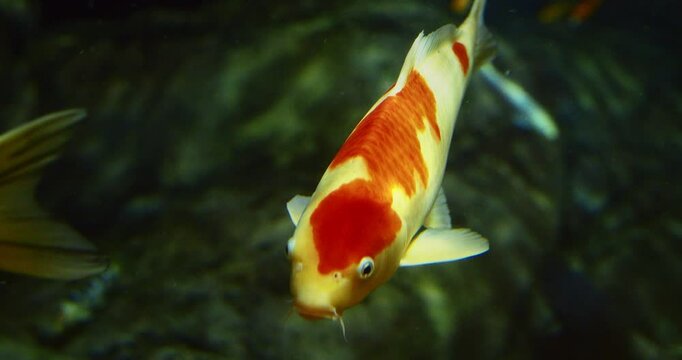 Shanghai, China. Aquarium Filled With Colorful Koi Fish. Golden Koi Fish Swimming In Shanghai Ocean Aquarium. Koi Literally Carp. Colorful Decorative Fish Float In Zoo Aquarium. Decorative Orange
