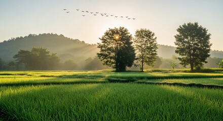 Obraz premium Sunrise Over Rice Fields with Birds and Sun Shining Through Trees