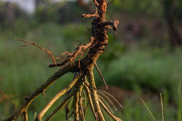 Close-up of a dry, gnarled tree root or branch with intricate texture, set against a softly blurred green background, highlighting natural resilience and organic forms.

