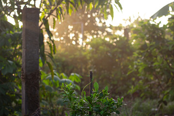 Fototapeta premium Lush green plants thrive in a sun-drenched garden or forest, with soft bokeh light filtering through the foliage, creating a serene and vibrant natural backdrop.