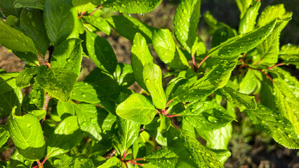 Branches of young plum with green leaves. Summer garden plot fruit trees.