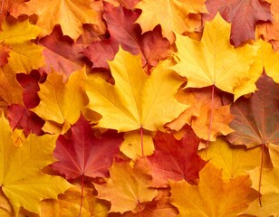 Fototapeta premium Overlapping golden and crimson maple leaves form a vivid fall background