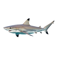 Naklejka premium Blacktip Reef Shark: Underwater Wildlife Photography