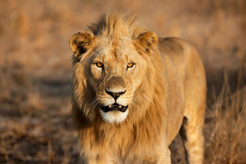 Fototapeta premium Cinematic Wildlife Photography: Fierce-Looking Lion in Sharp Focus.