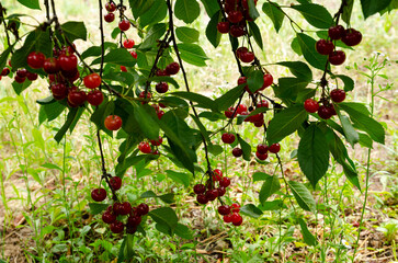 Close-up of ripe red cherries growing on a tree branch surrounded by vibrant green leaves. perfect for themes of agriculture, gardening, organic food, and nature.
