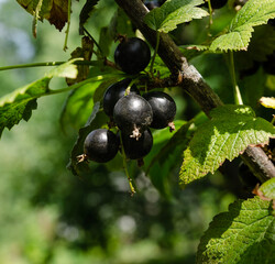 Close-up of ripe raspberry growing on a tree branch surrounded by vibrant green leaves. perfect for themes of agriculture, gardening, organic food, and nature.