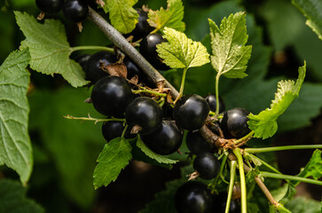 Close-up of ripe raspberry growing on a tree branch surrounded by vibrant green leaves. perfect for themes of agriculture, gardening, organic food, and nature.