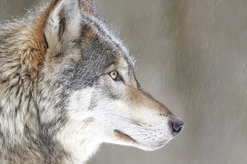 Obraz premium Wolf profile during snowfall in winter