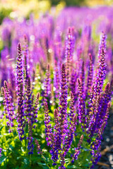 Purple sage in bloom, close-up