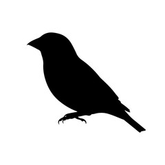 Hawfinch Bird silhouette vector flat illustration design.
