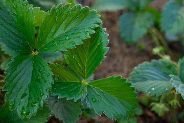 Strawberry seedlings in the garden. Selective focus.
