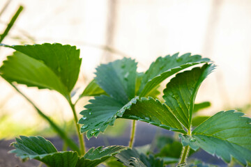 Strawberry seedlings in the garden. Selective focus.