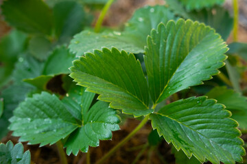 Strawberry seedlings in the garden. Selective focus.