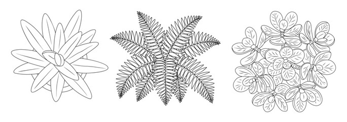 Set of different house plants top view. Botanical black line art icons for landscape, architectural, interior design. Hand drawn Vector sketch isolated on transparent background